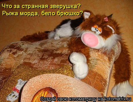 Что за странная зверушка? Рыжа морда, бело брюшко?... Котоматрица: Что за странная зверушка? Рыжа морда, бело брюшко?