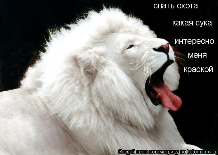 спать охота какая сука интересно меня краской... Котоматрица: спать охота какая сука интересно меня краской