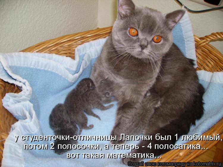 у студенточки-отличницы Лапочки был 1 любимый, потом 2 полосочки, а теперь - 4 полосатика... вот така... Котоматрица: у студенточки-отличницы Лапочки был 1 любимый, потом 2 полосочки, а теперь - 4 полосатика... вот такая математика... потом 2 полосочки, а теперь -