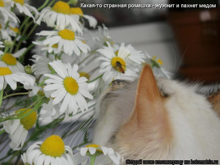 Какая-то странная ромашка - жужжит и пахнет медом Какая-то странная ромашка - жужжит и пахнет медом... Котоматрица: Какая-то странная ромашка - жужжит и пахнет медом Какая-то странная ромашка - жужжит и пахнет медом