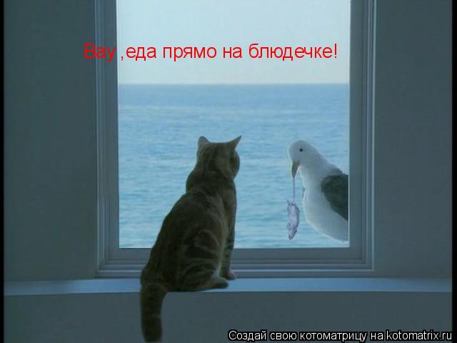 Вау ,еда прямо на блюдечке!... Котоматрица: Вау ,еда прямо на блюдечке!