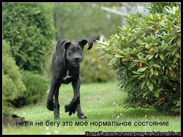 нет я не бегу это моё нормальное состояние... Котоматрица: нет я не бегу это моё нормальное состояние
