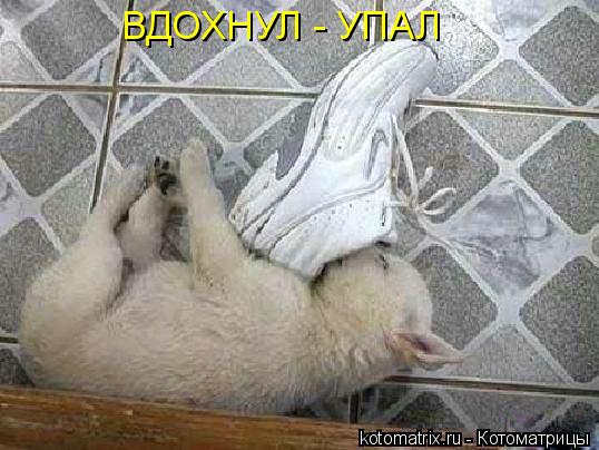 Котоматрица: ВДОХНУЛ - УПАЛ