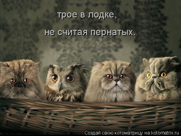 трое в лодке, не считая пернатых.... Котоматрица: трое в лодке, не считая пернатых.