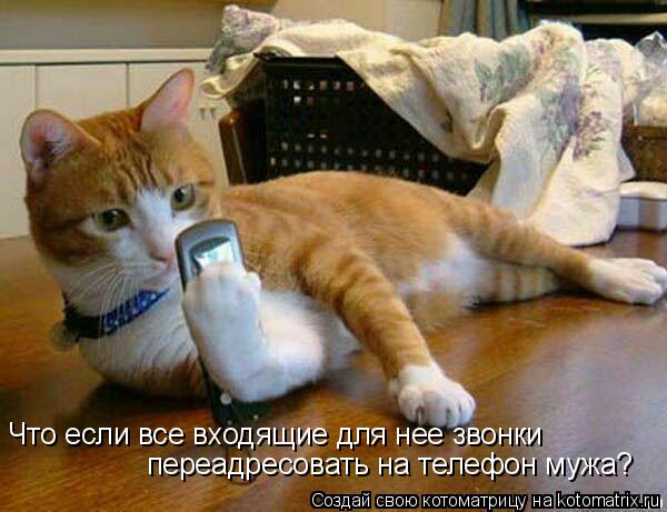 Что если все входящие для нее звонки переадресовать на телефон мужа?... Котоматрица: Что если все входящие для нее звонки переадресовать на телефон мужа?