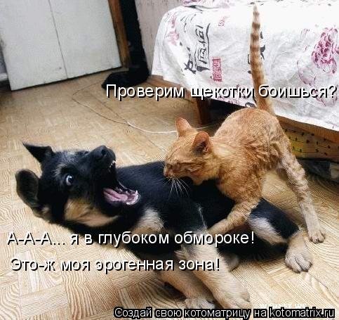 Проверим щекотки боишься? А-А-А... я в глубоком обмороке! Это-ж моя эрогенная зона!... Котоматрица: Проверим щекотки боишься? А-А-А... я в глубоком обмороке! Это-ж моя эрогенная зона!