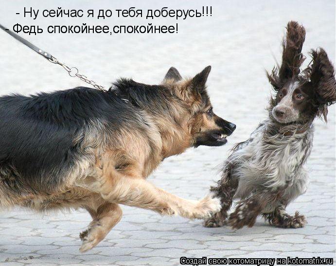 - Ну сейчас я до тебя доберусь - Федь спокойнее,спокойнее! - Федь спокойнее,спокойнее! !!! !!!... Котоматрица: - Ну сейчас я до тебя доберусь - Федь спокойнее,спокойнее! - Федь спокойнее,спокойнее! !!! !!!