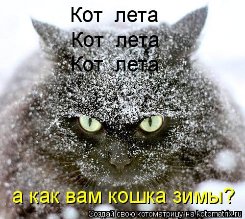 Кот лета Кот лета Кот лета а как вам кошка зимы?... Котоматрица: Кот лета Кот лета Кот лета а как вам кошка зимы?