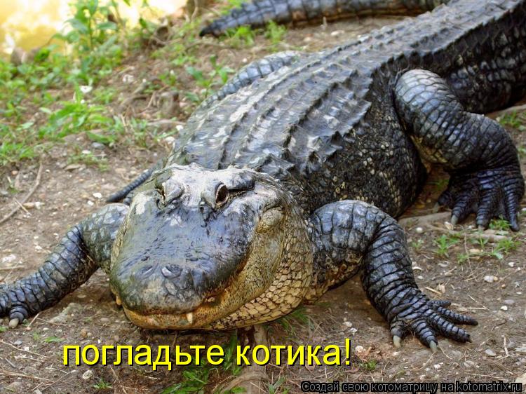 погладьте котика!... Котоматрица: погладьте котика!