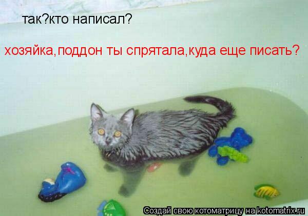 Котоматрица: так?кто написал? хозяйка,поддон ты спрятала,куда еще писать?
