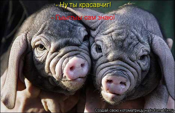 Котоматрица: - Ну ты красавчиг! - Гыыггыы сам знаю!
