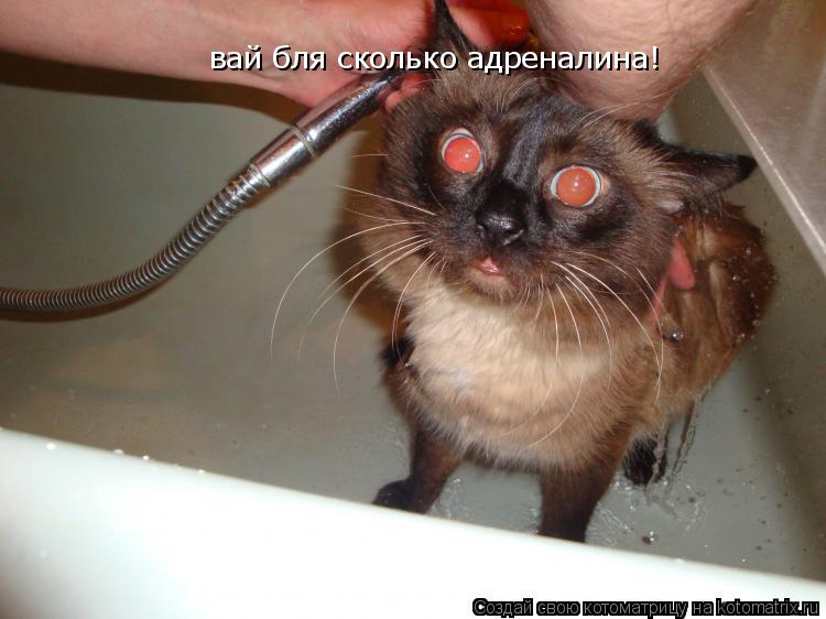 Котоматрица: вай бля сколько адреналина!
