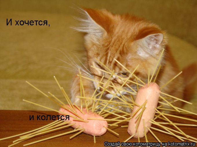 И хочется, и колется... Котоматрица: И хочется, и колется