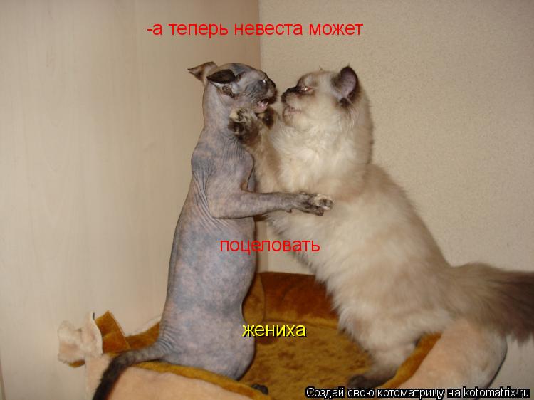 Котоматрица: -а теперь невеста может  поцеловать  жениха