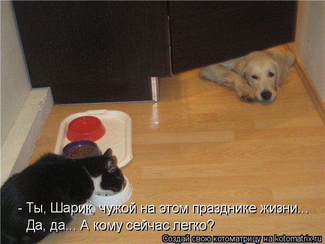 Котоматрица: - Ты, Шарик, чужой на этом празднике жизни...  Да, да... А кому сейчас легко?