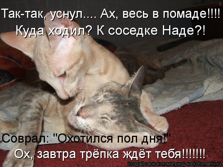 Котоматрица: Куда ходил? К соседке Наде?! Так-так, уснул.... Ах, весь в помаде!!!! Соврал: "Охотился пол дня!" Ох, завтра трёпка ждёт тебя!!!!!!!