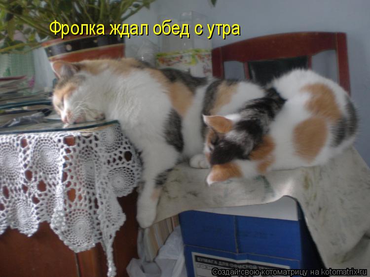 Котоматрица: Фролка ждал обед с утра