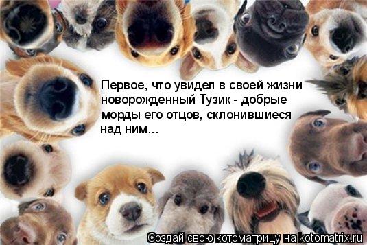 Котоматрица: Первое, что увидел в своей жизни новорожденный Тузик - добрые  над ним... морды его отцов, склонившиеся