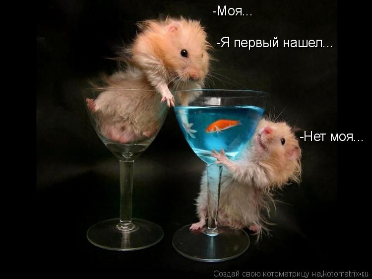 Котоматрица: -Моя... -Я первый нашел... -Нет моя...
