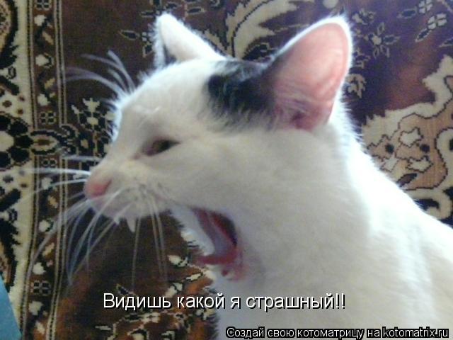 Котоматрица: Видишь какой я страшный!!