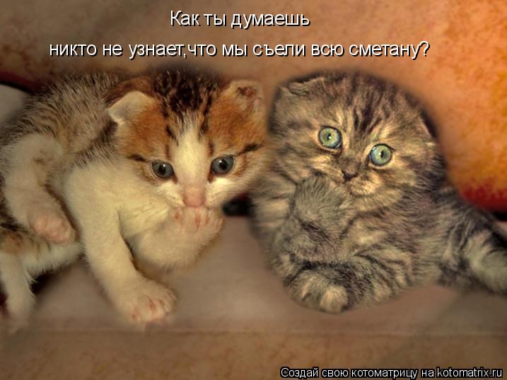 Котоматрица: Как ты думаешь никто не узнает,что мы съели всю сметану?