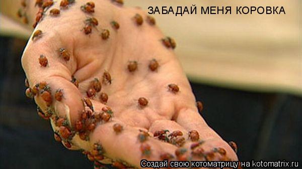 Котоматрица: ЗАБАДАЙ МЕНЯ КОРОВКА