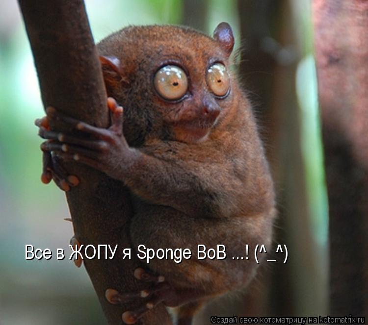 Котоматрица: Все в ЖОПУ я Sponge BoB ...! (^_^)