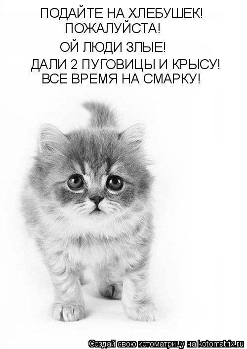 Котоматрица: ПОДАЙТЕ НА ХЛЕБУШЕК! ОЙ ЛЮДИ ЗЛЫЕ! ПОЖАЛУЙСТА! ДАЛИ 2 ПУГОВИЦЫ И КРЫСУ! ВСЕ ВРЕМЯ НА СМАРКУ!