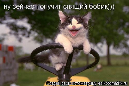 Котоматрица: ну сейчас получит спящий бобик)))
