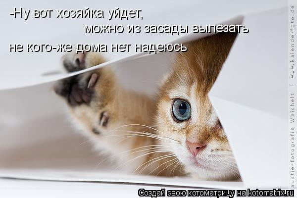 Котоматрица: -Ну вот хозяйка уйдет,  можно из засады вылезать не кого-же дома нет надеюсь