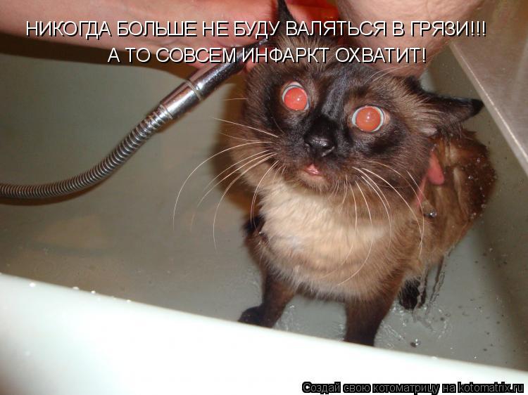 Котоматрица: НИКОГДА БОЛЬШЕ НЕ БУДУ ВАЛЯТЬСЯ В ГРЯЗИ!!! А ТО СОВСЕМ ИНФАРКТ ОХВАТИТ!