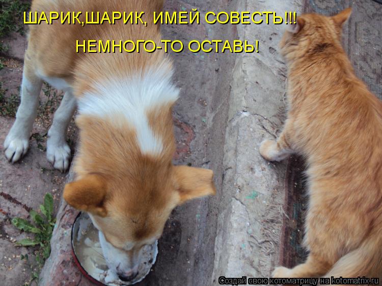 Котоматрица: ШАРИК,ШАРИК, ИМЕЙ СОВЕСТЬ!!! НЕМНОГО-ТО ОСТАВЬ!