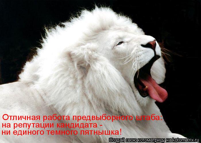 Котоматрица: Отличная работа предвыборного штаба:  на репутации кандидата -  ни единого темного пятнышка!
