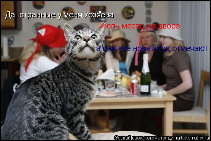 Котоматрица: Да, странные у меня хозяева Июль месяц на дворе а они всё новый год отмечают