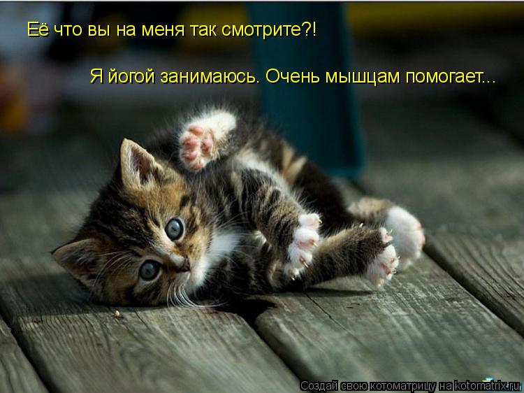 Котоматрица: Её что вы на меня так смотрите?! Я йогой занимаюсь. Очень мышцам помогает...