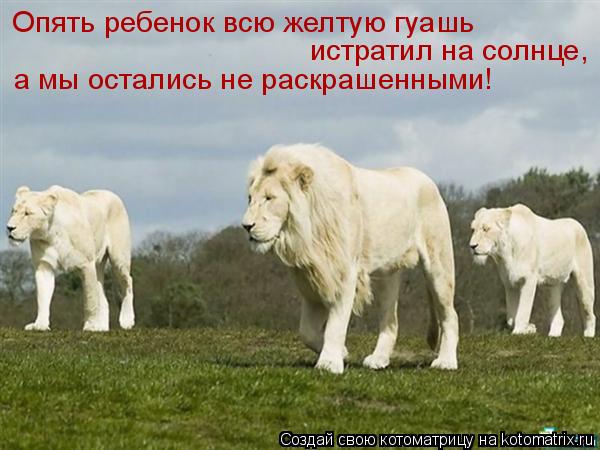 Котоматрица: Опять ребенок всю желтую гуашь  истратил на солнце,  а мы остались не раскрашенными!
