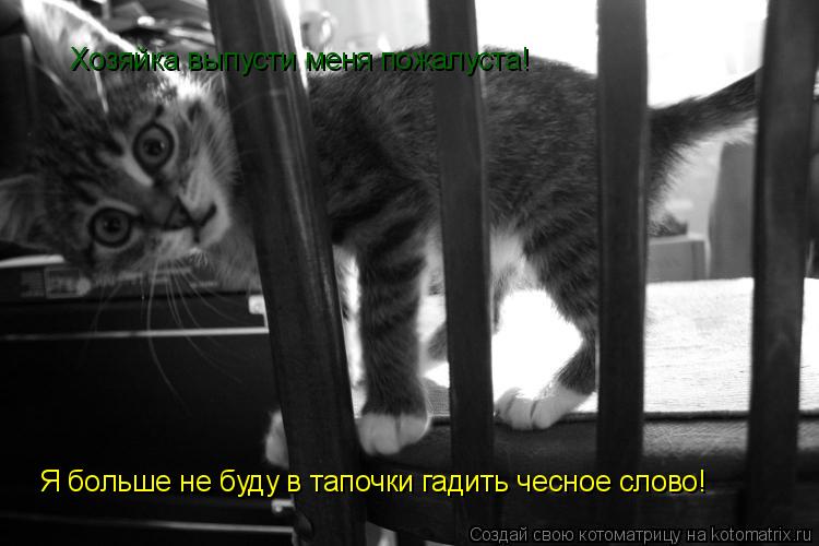 Котоматрица: Хозяйка выпусти меня пожалуста! Я больше не буду в тапочки гадить чесное слово!