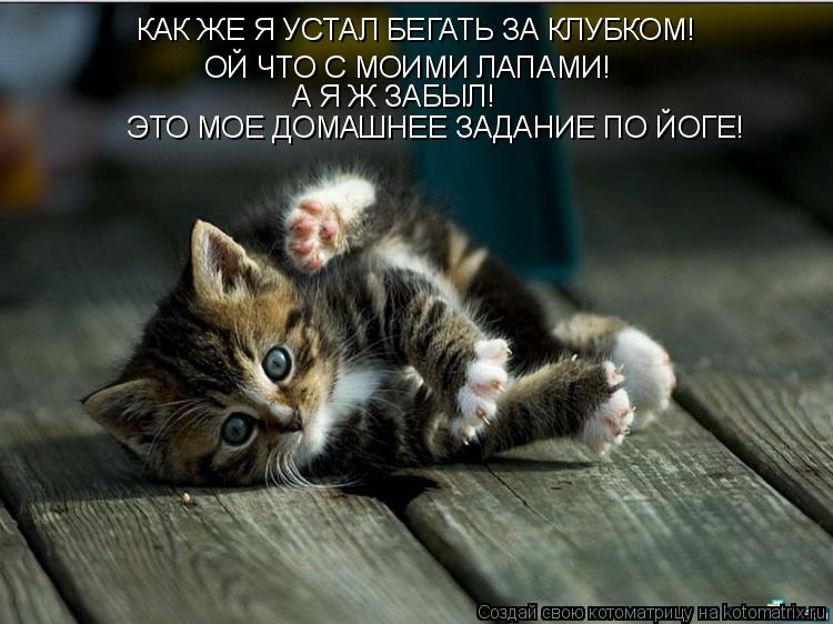 Котоматрица: КАК ЖЕ Я УСТАЛ БЕГАТЬ ЗА КЛУБКОМ! ОЙ ЧТО С МОИМИ ЛАПАМИ! А Я Ж ЗАБЫЛ! ЭТО МОЕ ДОМАШНЕЕ ЗАДАНИЕ ПО ЙОГЕ!