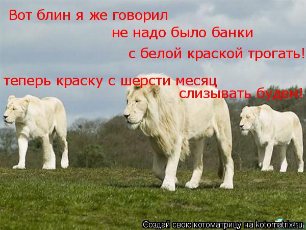 Вот блин я же говорил не надо было банки с белой краской трогать! теперь краску с шерсти месяц сли... Котоматрица: Вот блин я же говорил не надо было банки с белой краской трогать! теперь краску с шерсти месяц слизывать будем!