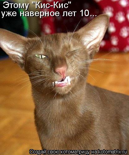 Этому "Кис-Кис" уже наверное лет 10...... Котоматрица: Этому "Кис-Кис" уже наверное лет 10...