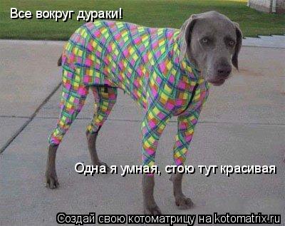 Все вокруг дураки! Одна я умная, стою тут красивая... Котоматрица: Все вокруг дураки! Одна я умная, стою тут красивая
