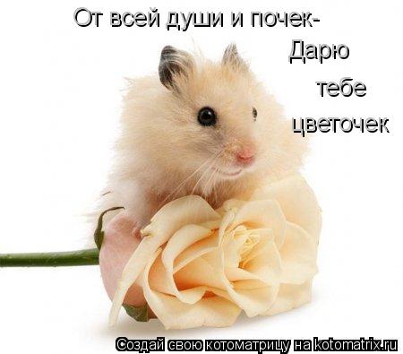 От всей души и почек- Дарю тебе цветочек... Котоматрица: От всей души и почек- Дарю тебе цветочек