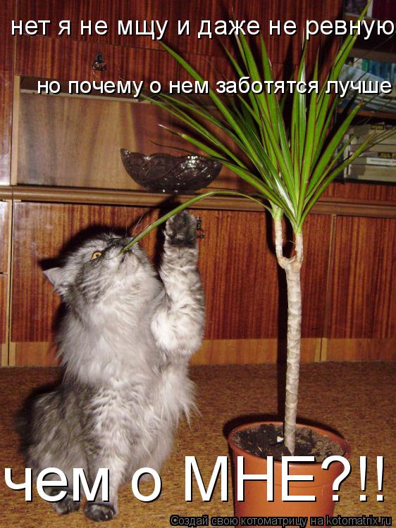 нет я не мщу и даже не ревную но почему о нем заботятся лучше чем о МНЕ?!!... Котоматрица: нет я не мщу и даже не ревную но почему о нем заботятся лучше чем о МНЕ?!!