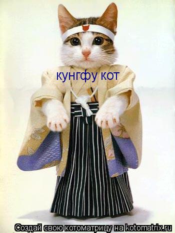 Котоматрица: кунгфу кот