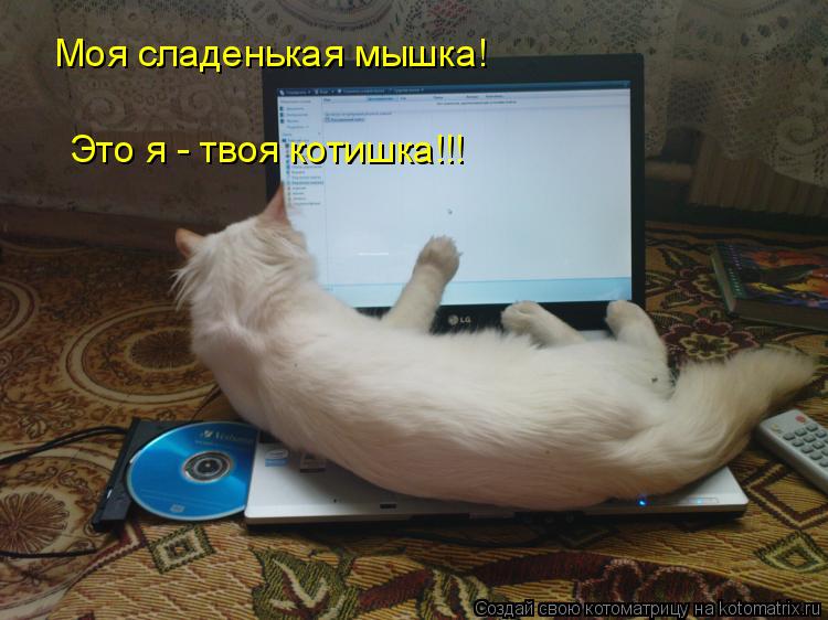 Котоматрица: Моя сладенькая мышка! Это я - твоя котишка!!!