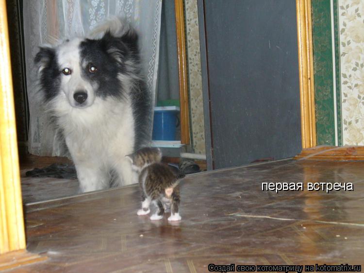 Котоматрица: первая встреча