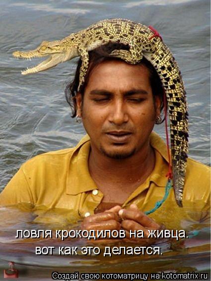 Котоматрица: ловля крокодилов на живца. вот как это делается.