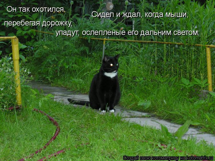 Котоматрица: Он так охотился.  Сидел и ждал, когда мыши,  перебегая дорожку, упадут, ослепленые его дальним светом.