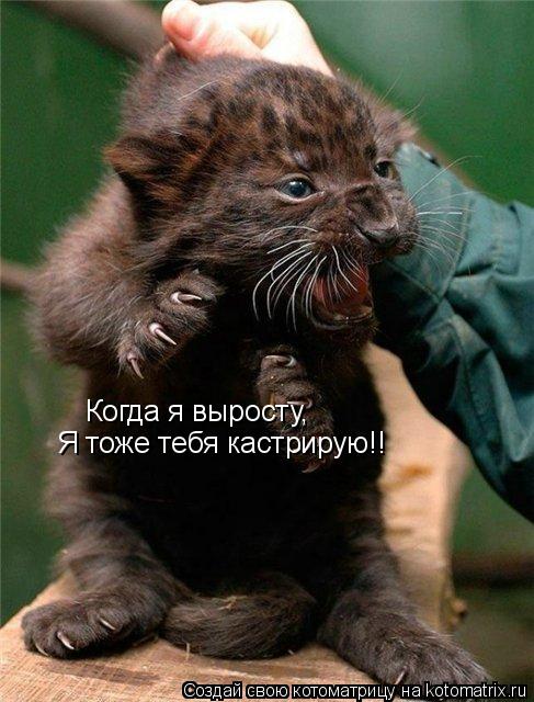 Котоматрица: Когда я выросту, Я тоже тебя кастрирую!!