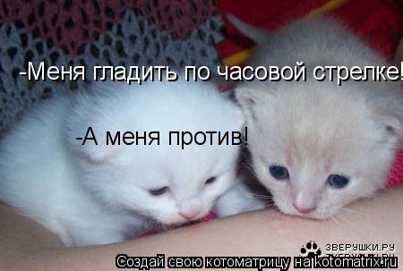 Котоматрица: -Меня гладить по часовой стрелке! -А меня против! -А меня против!